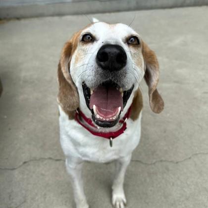 Jett, Adoptable, Adult Male Hound & Mixed Breed.