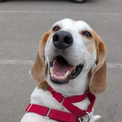 Jett, Adoptable, Adult Male Hound & Mixed Breed.