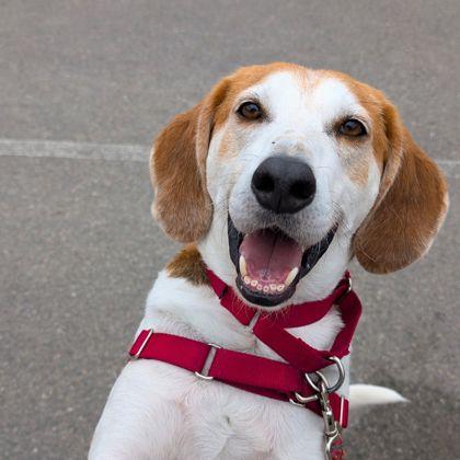 Jett, a Adoptable mixed breed in Richmond, VA image 3/3