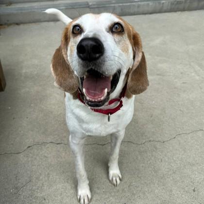 Enlarge Jett, a Adoptable mixed breed in Richmond, VA image 2/3