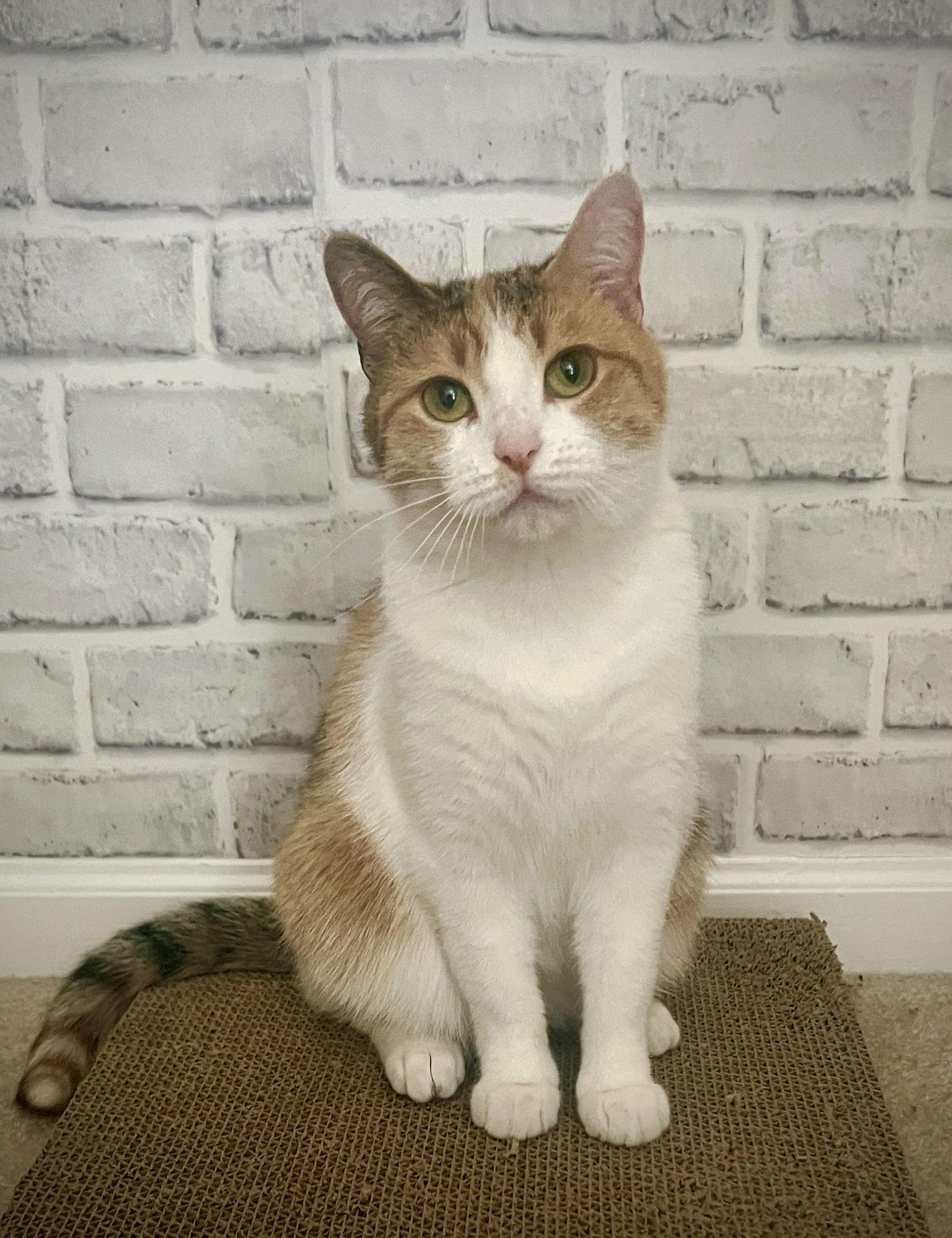 Ivy, Adoptable, Adult Female Domestic Short Hair & Calico.