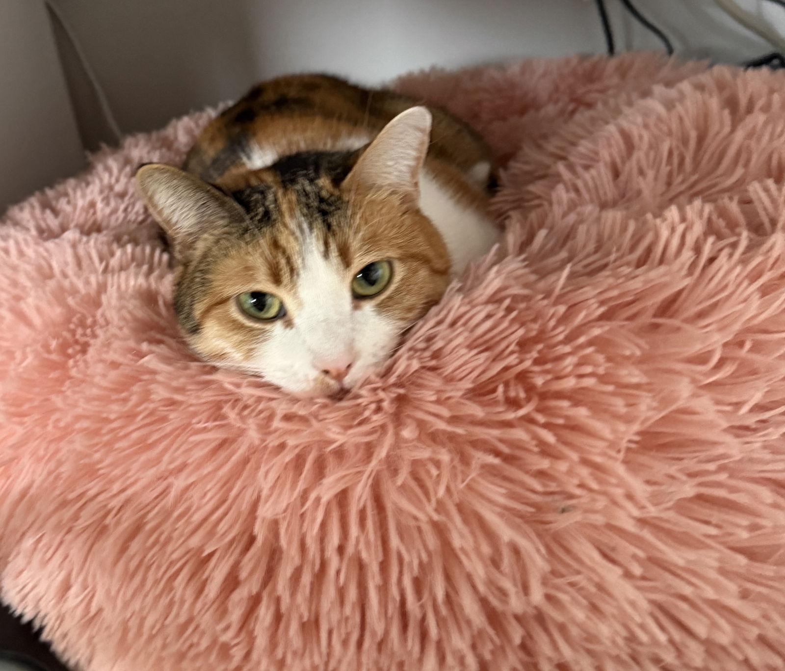 Enlarge Ivy, a Adoptable mixed breed in Island Lake, IL image 2/3