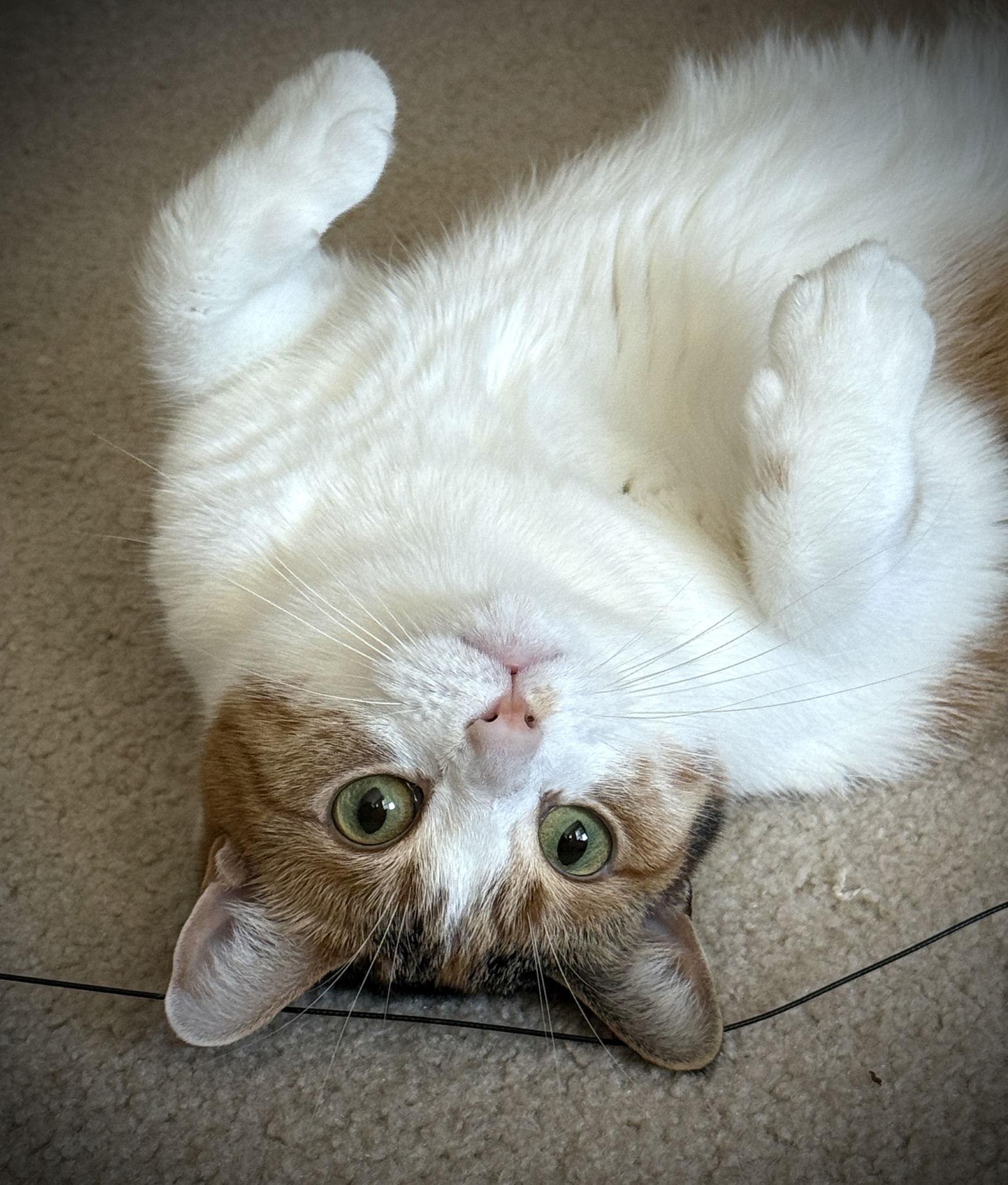 Enlarge Ivy, a Adoptable mixed breed in Island Lake, IL image 3/3