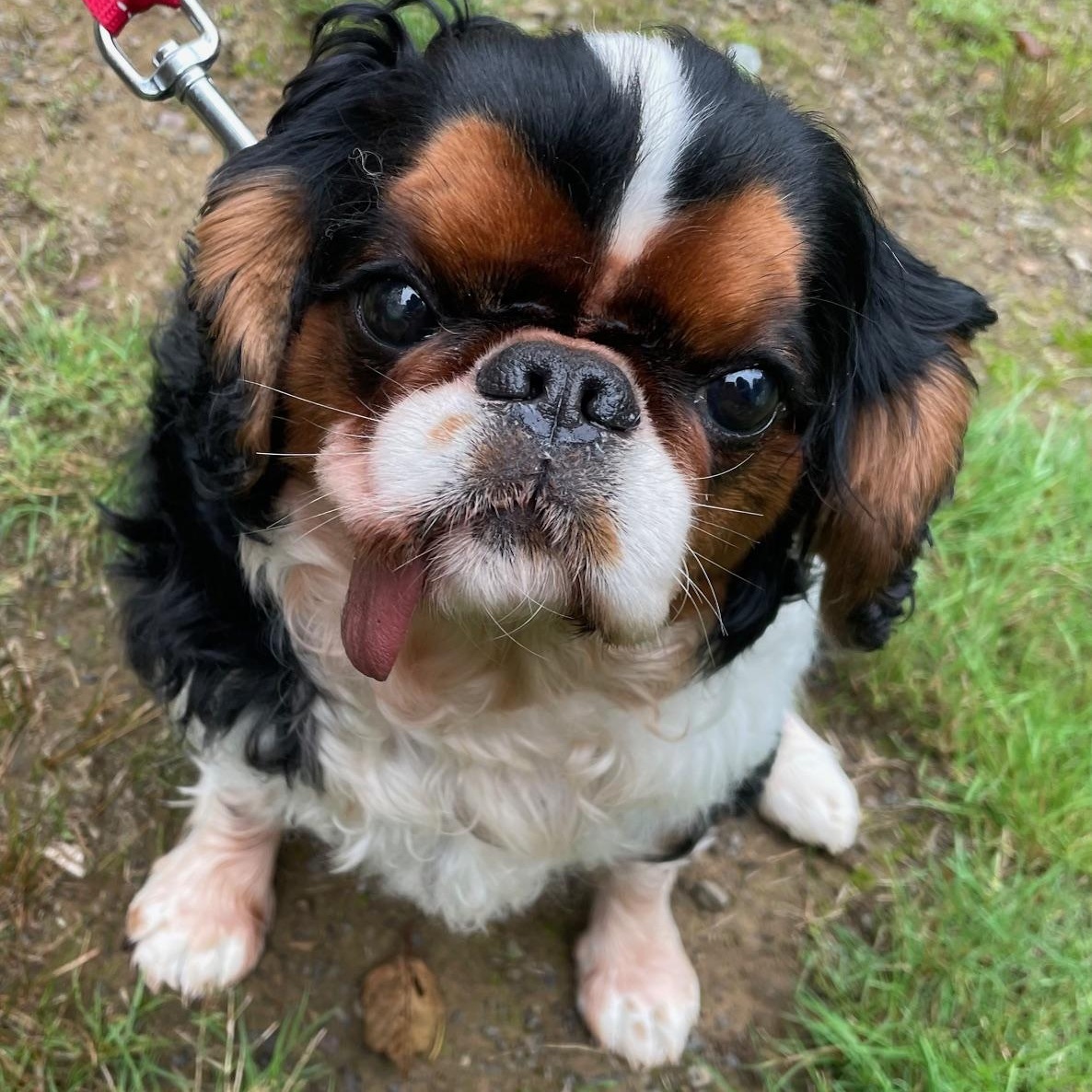 Enlarge Beautiful Besties, a Adopted English Toy Spaniel in La Center, WA image 5/5