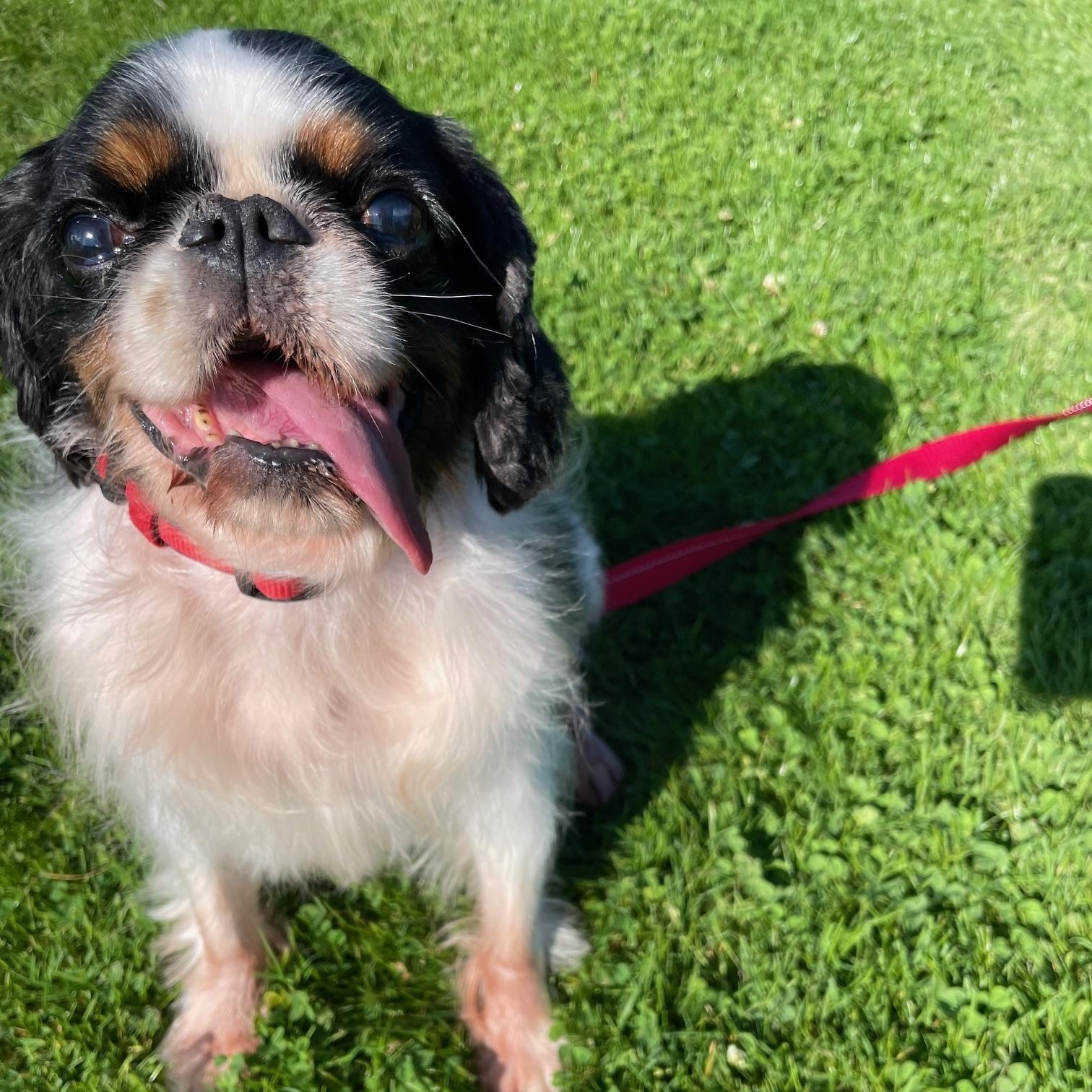 Enlarge Beautiful Besties, a Adopted English Toy Spaniel in La Center, WA image 4/5
