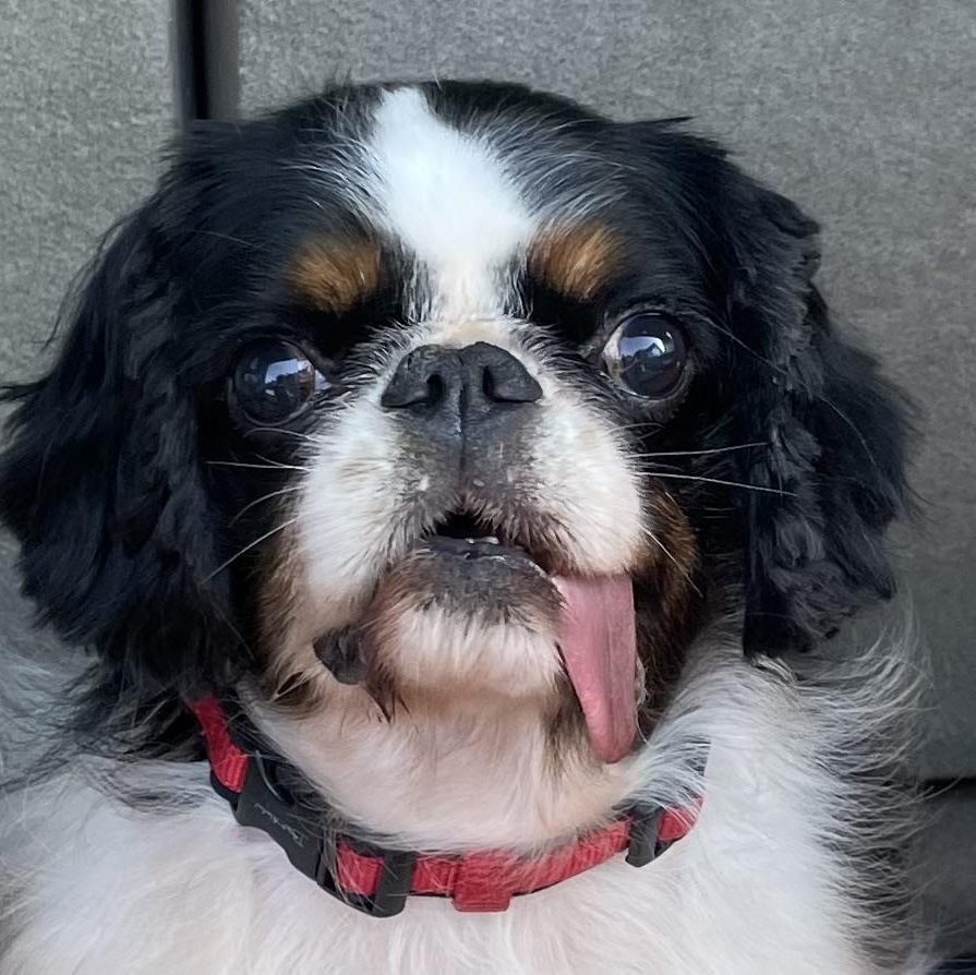 Enlarge Beautiful Besties, a Adopted English Toy Spaniel in La Center, WA image 2/5