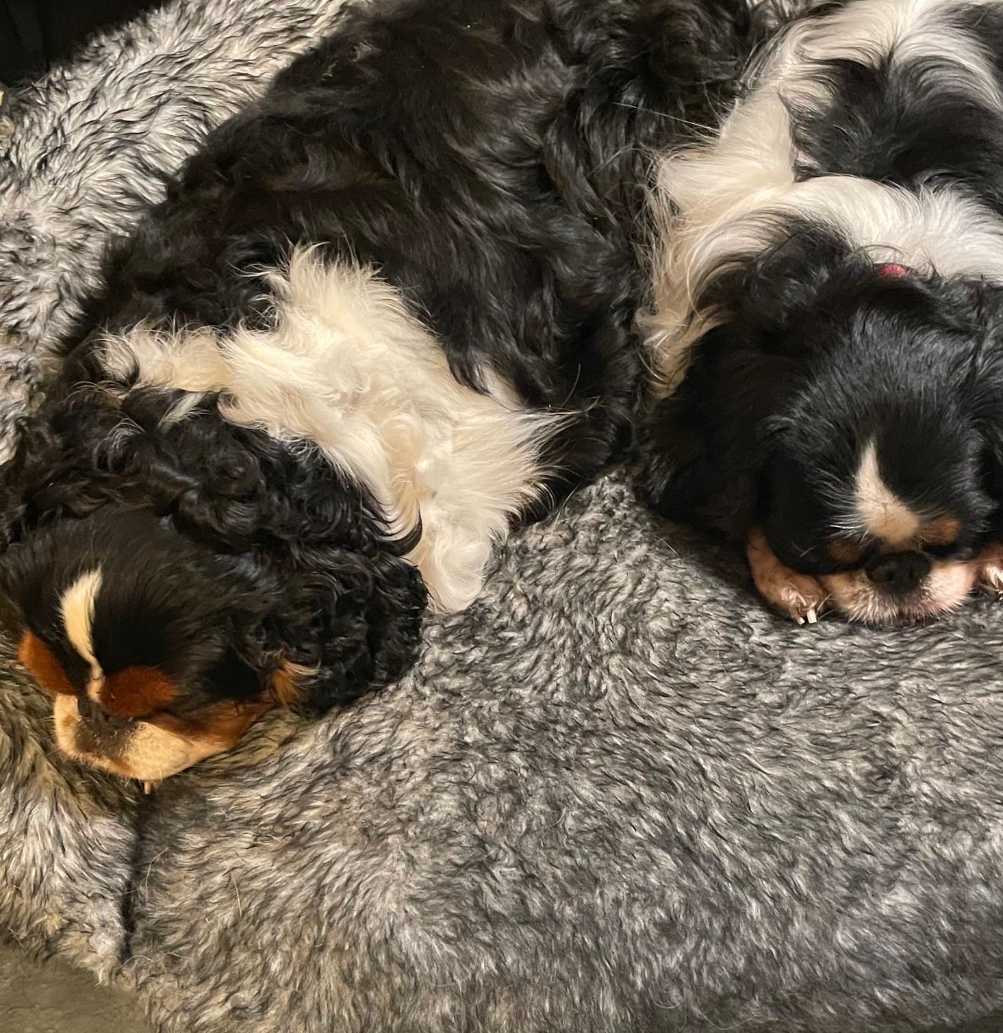 Enlarge Beautiful Besties, a Adopted English Toy Spaniel in La Center, WA image 3/5