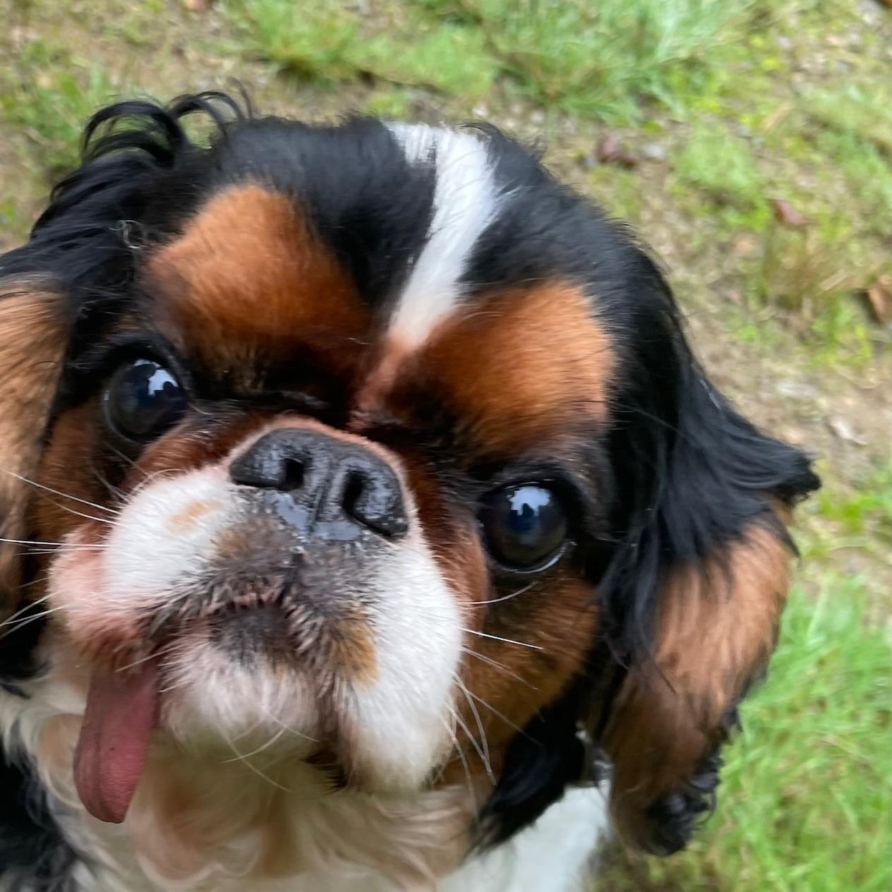 Enlarge Beautiful Besties, a Adopted English Toy Spaniel in La Center, WA image 1/5