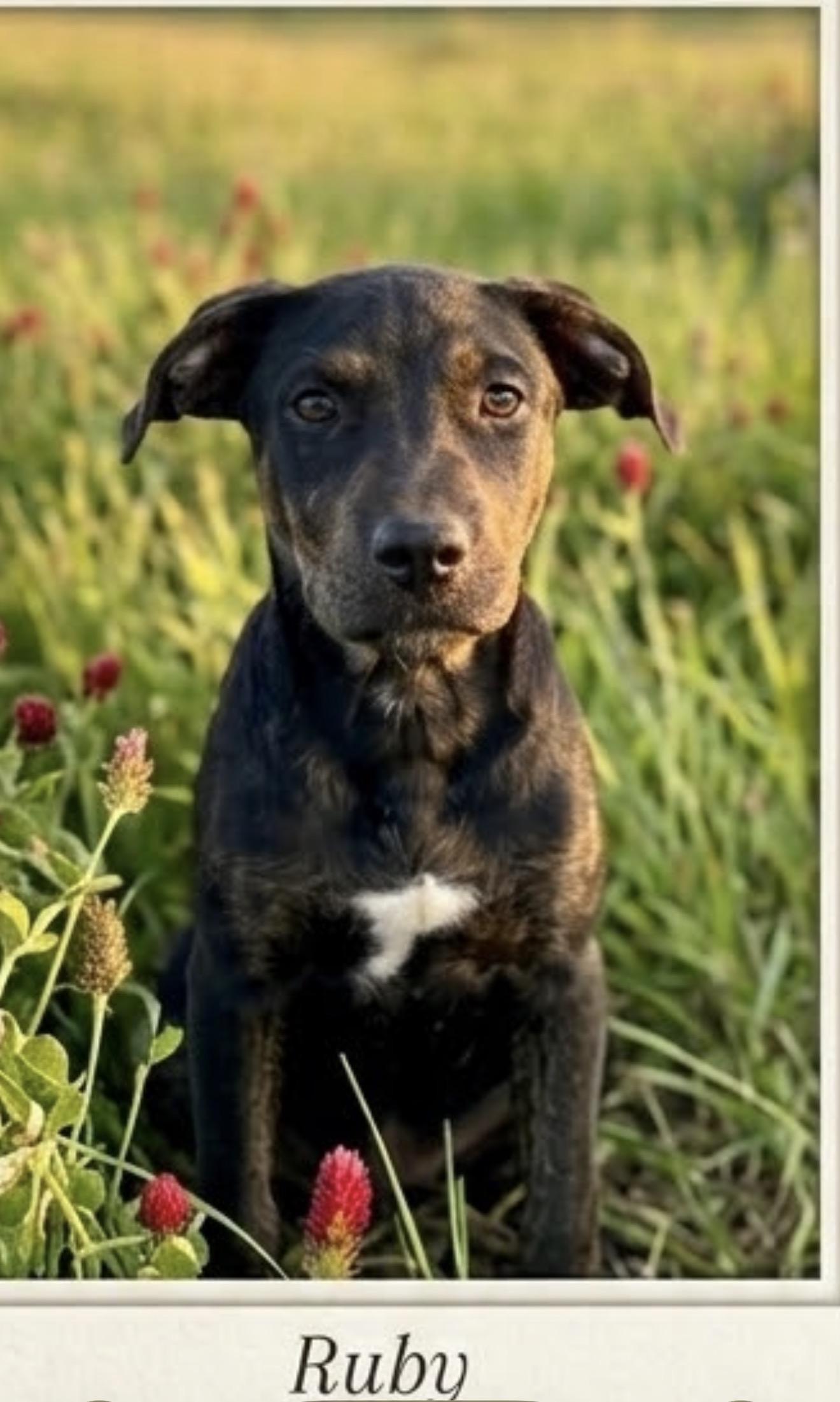Christie - Ruby, Adopted, Young Female Labrador Retriever.
