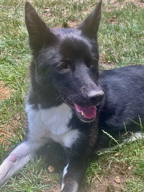Trixie border collie!