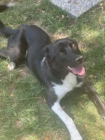 Trixie border collie!