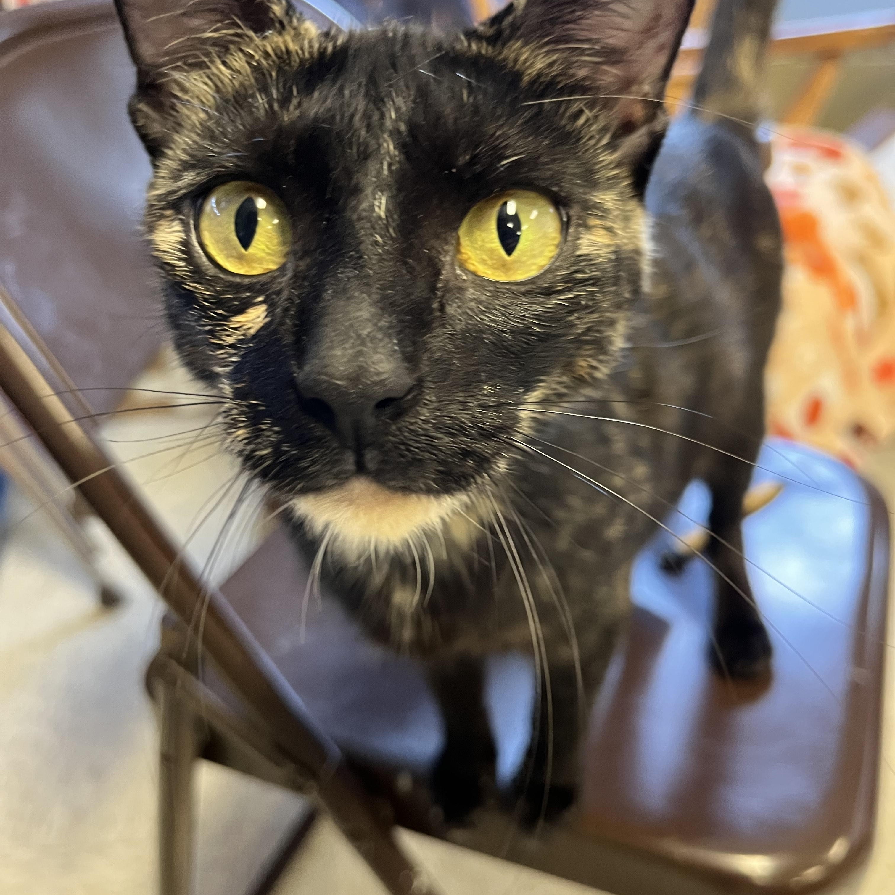 Birdie, a Adoptable Tortoiseshell in Oberlin, OH image 2/2