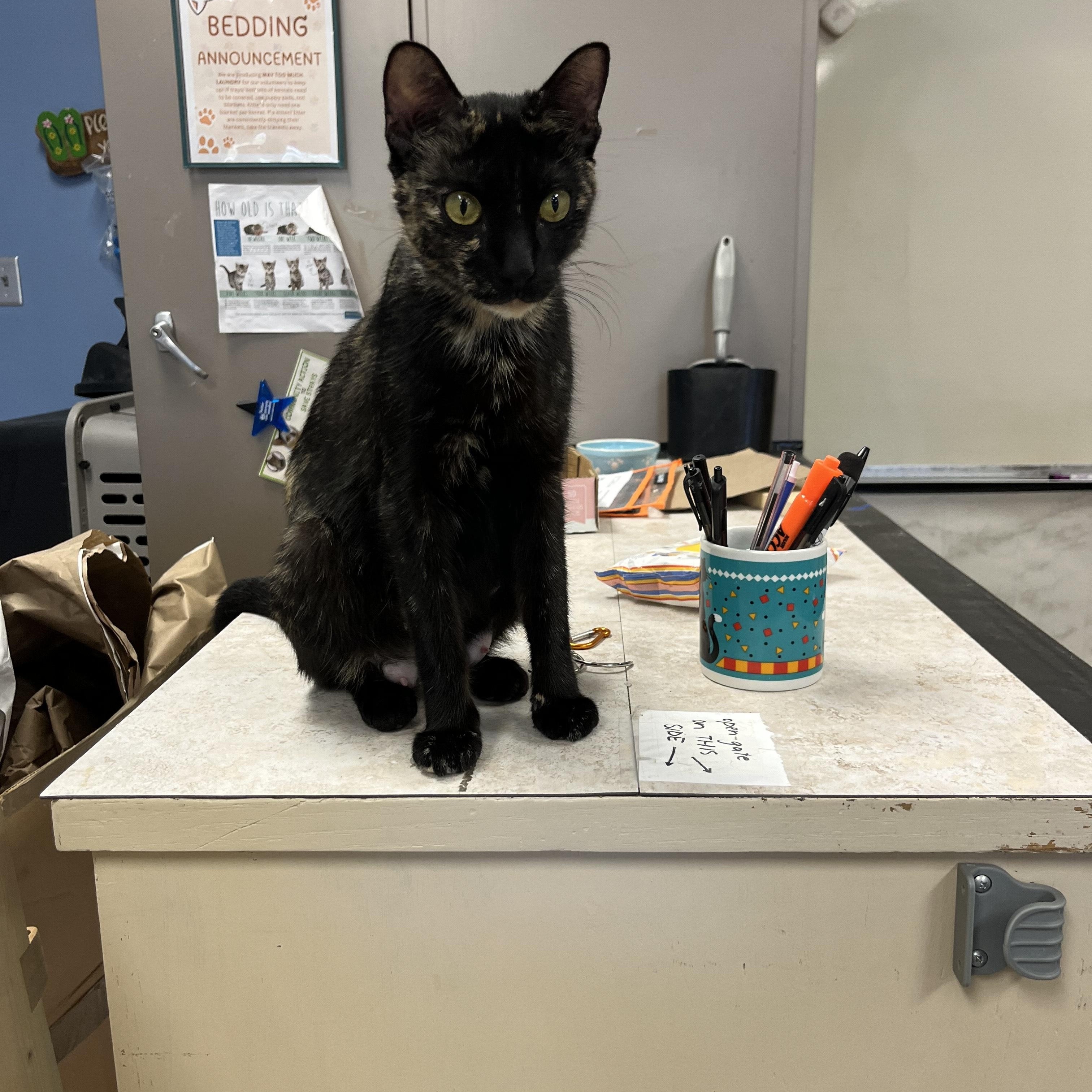 Birdie, Adoptable, Young Female Tortoiseshell.