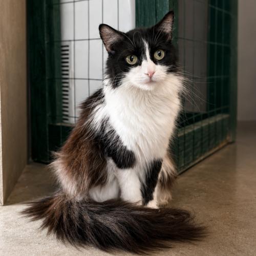 Connie, a Adoptable mixed breed in Lathrop, CA image 1/2