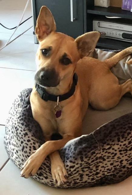 Enlarge Roo, a Adoptable mixed breed in Plantation, FL image 1/3