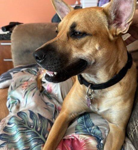 Roo, Adoptable, Adult Female Black Mouth Cur & Carolina Dog.