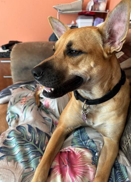 Roo, Adoptable, Young Female Black Mouth Cur & Carolina Dog.