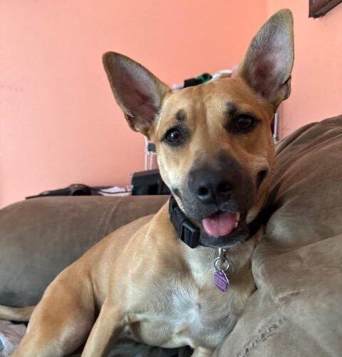 Roo, a Adoptable mixed breed in Plantation, FL image 3/3