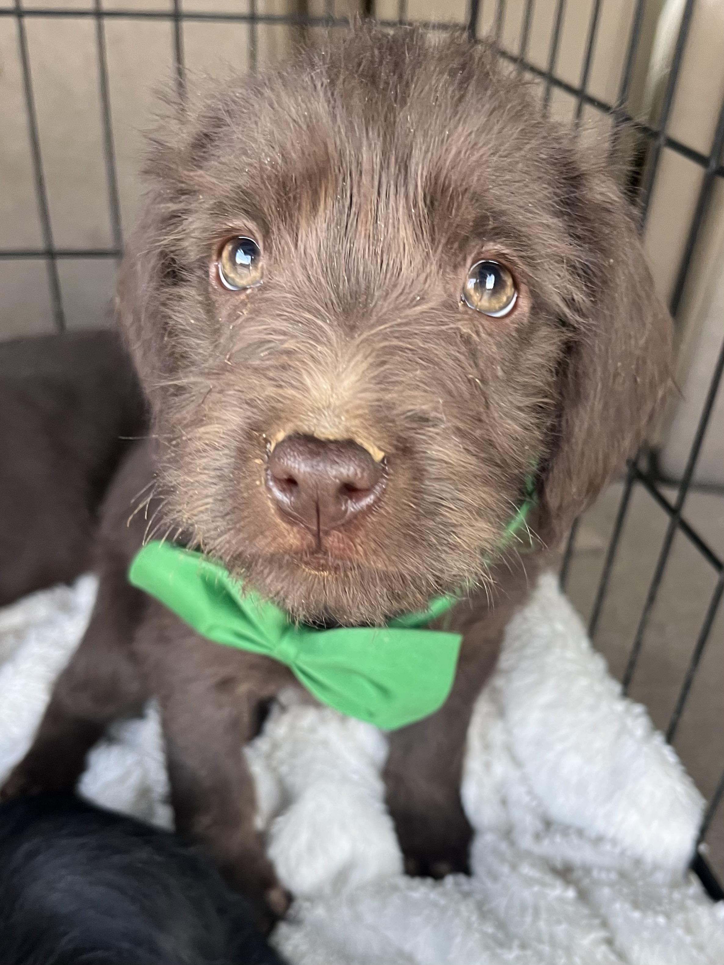 Enlarge Simon , an adopted mixed breed in Gilbert, SC image 3/6