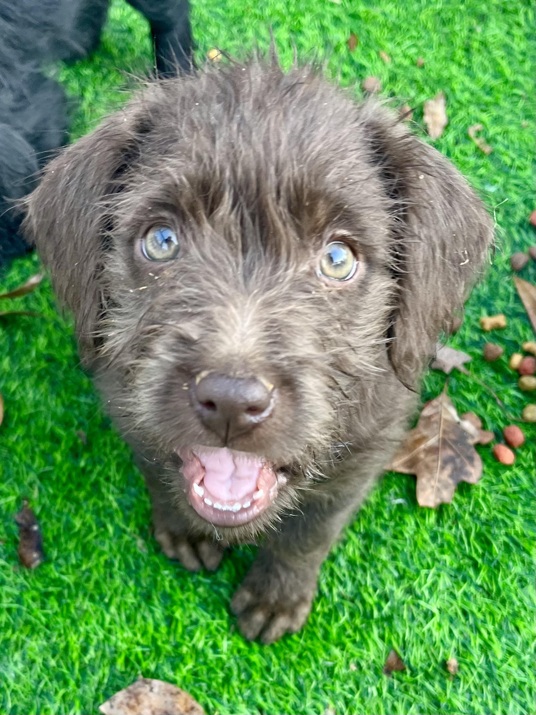 Simon , adopted, Puppy Male Boykin Spaniel & Mixed Breed.