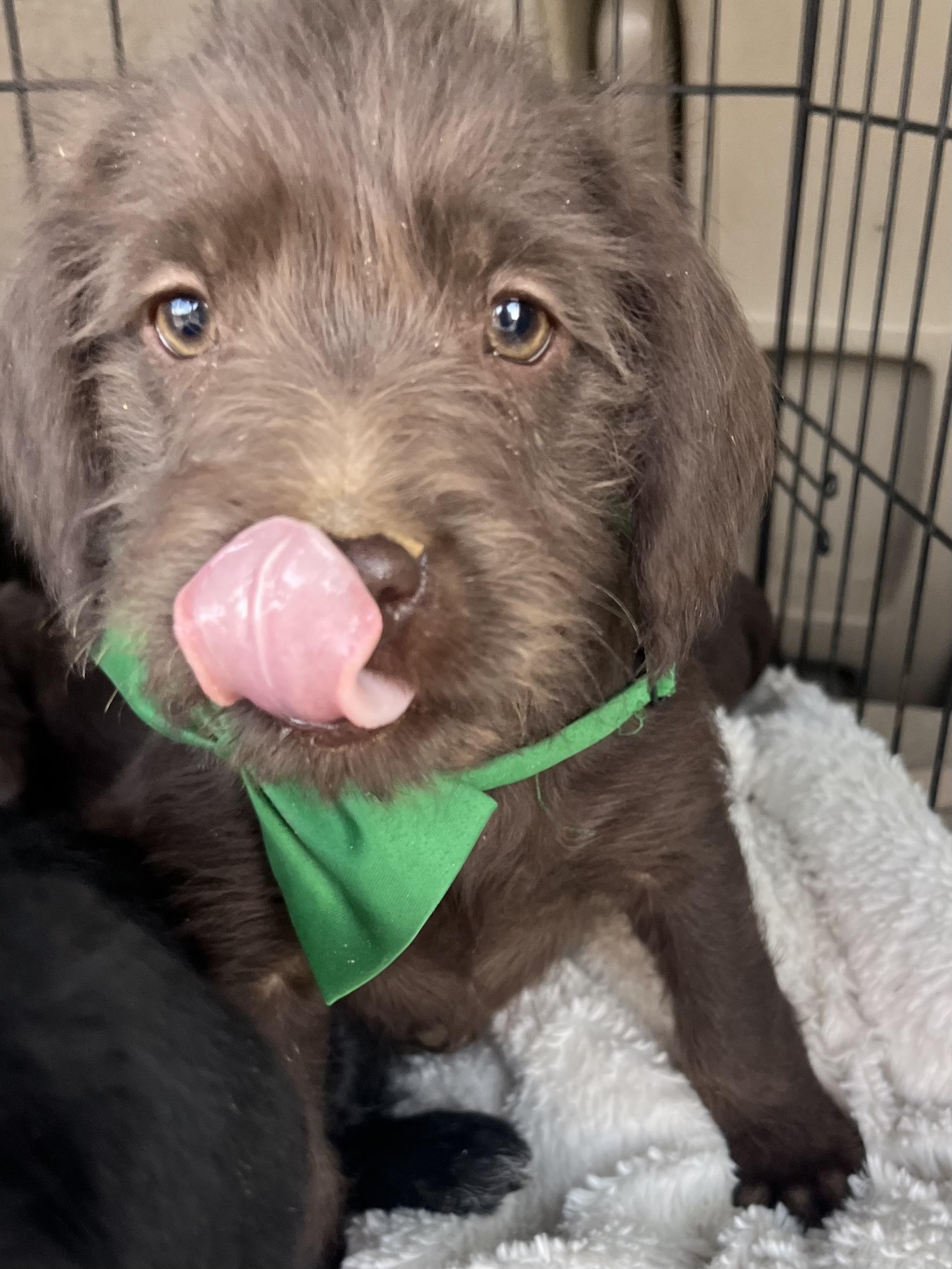 Enlarge Simon , an adopted mixed breed in Gilbert, SC image 5/6