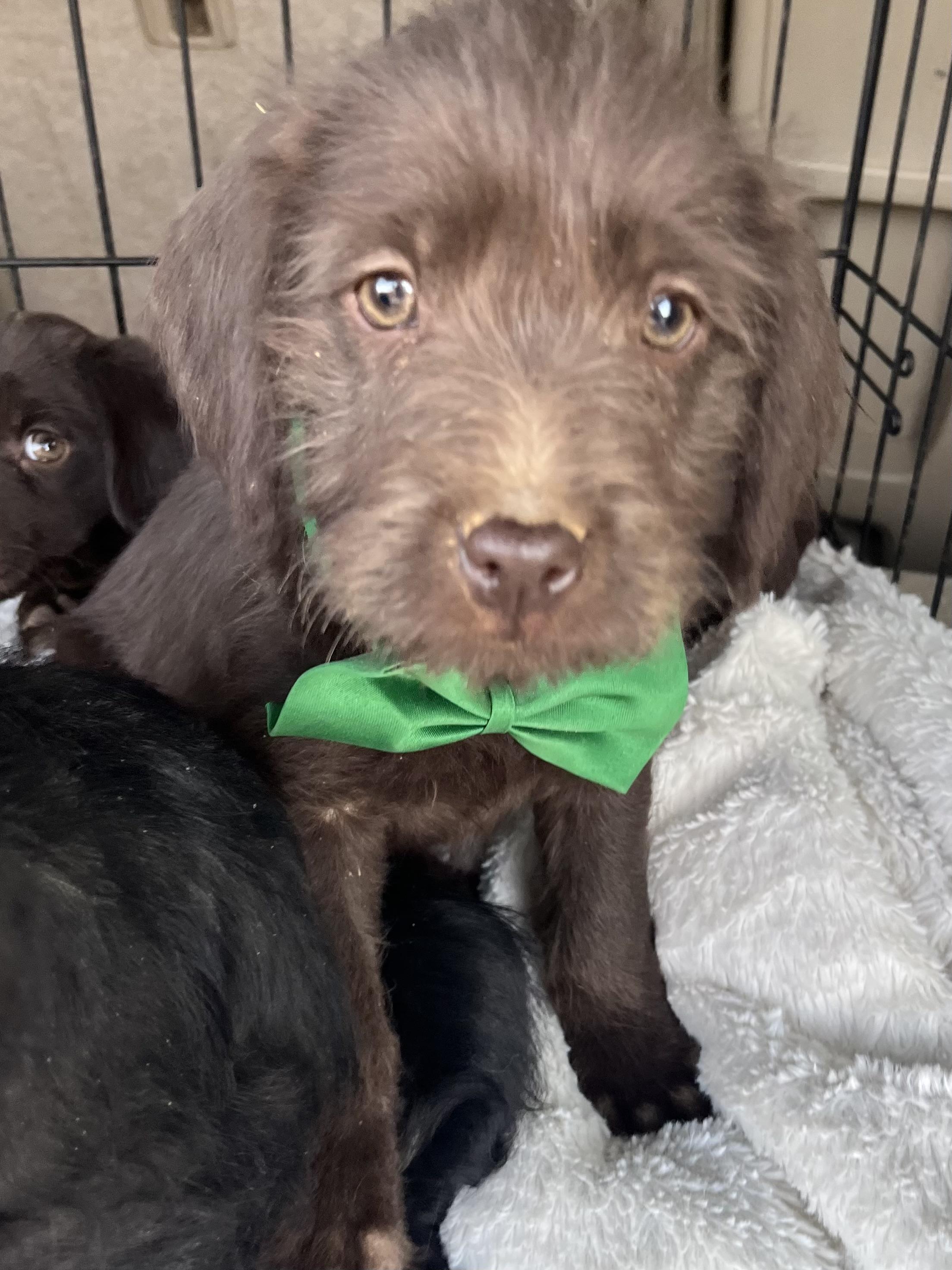 Enlarge Simon , an adopted mixed breed in Gilbert, SC image 6/6