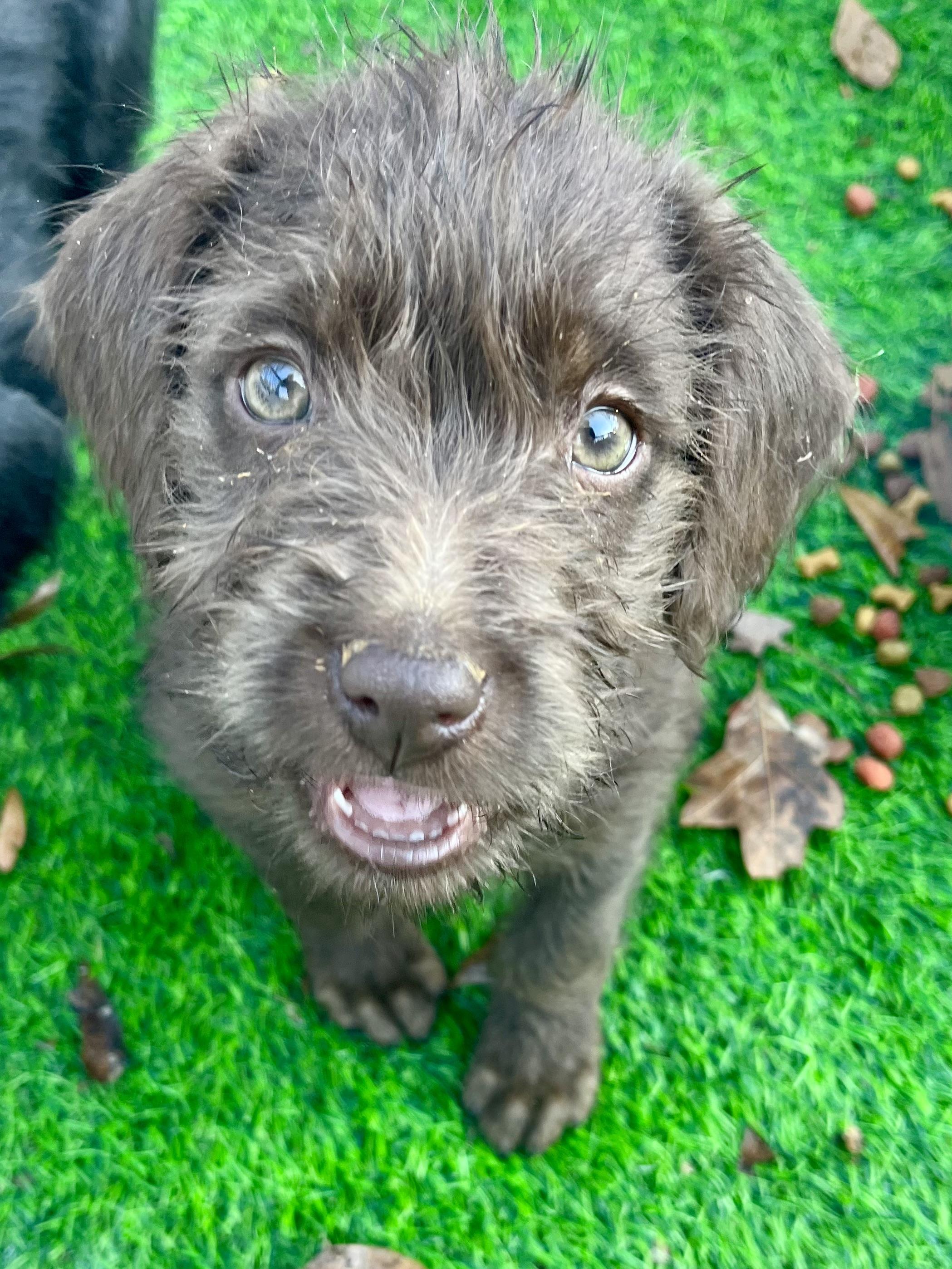 Enlarge Simon , an adopted mixed breed in Gilbert, SC image 2/6