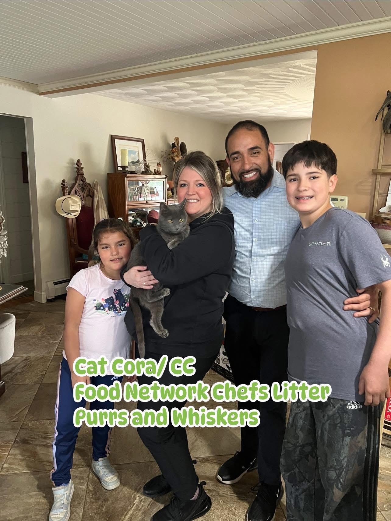 Enlarge Cat Cora, an adopted Domestic Short Hair in New Hartford, NY image 1/2