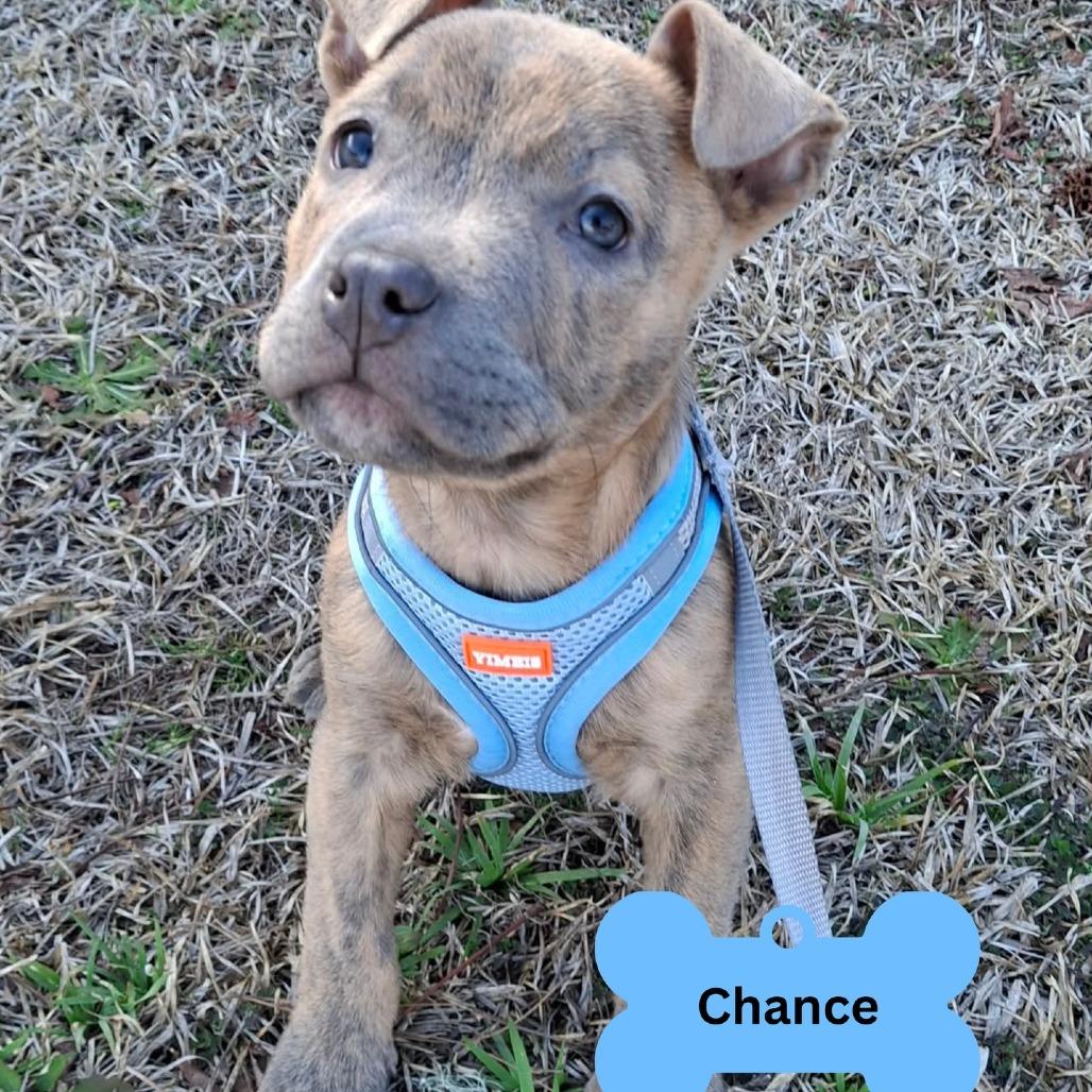 Enlarge Chance (Hwy Baby 1), a Adoptable Pit Bull Terrier in Myrtle Beach, SC image 1/5