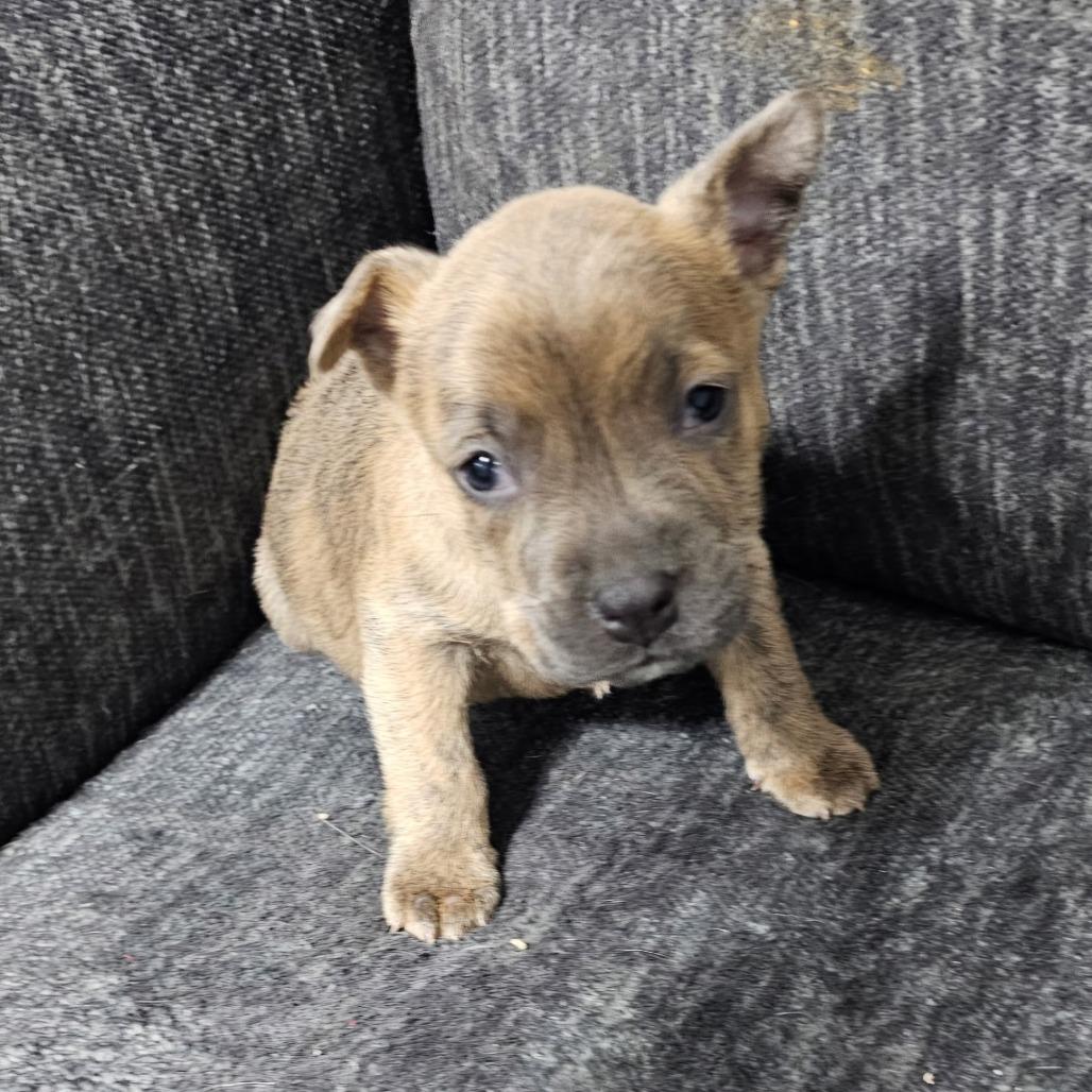 Enlarge Chance (Hwy Baby 1), a Adoptable Pit Bull Terrier in Myrtle Beach, SC image 3/5