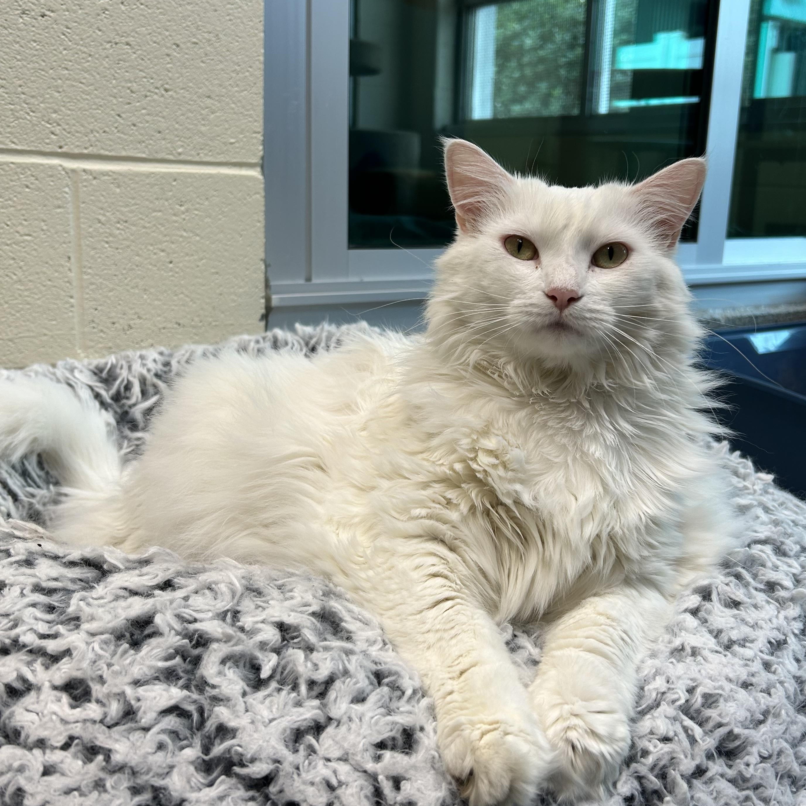 Azuca (bonded with Sabrina), Adoptable, Adult Female Domestic Medium Hair.