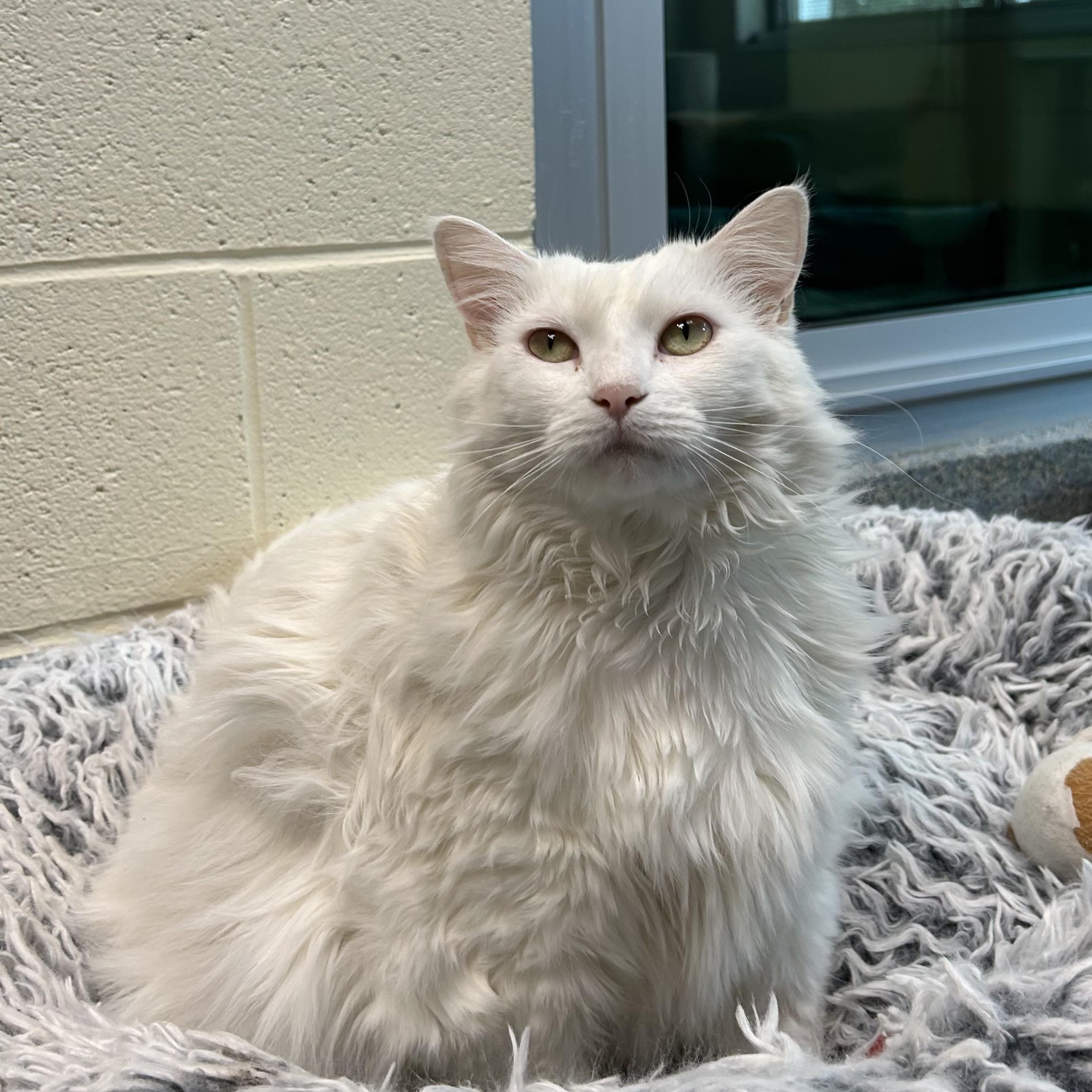 Azuca (bonded with Sabrina), a Adoptable Domestic Medium Hair in Charleston, SC image 2/3