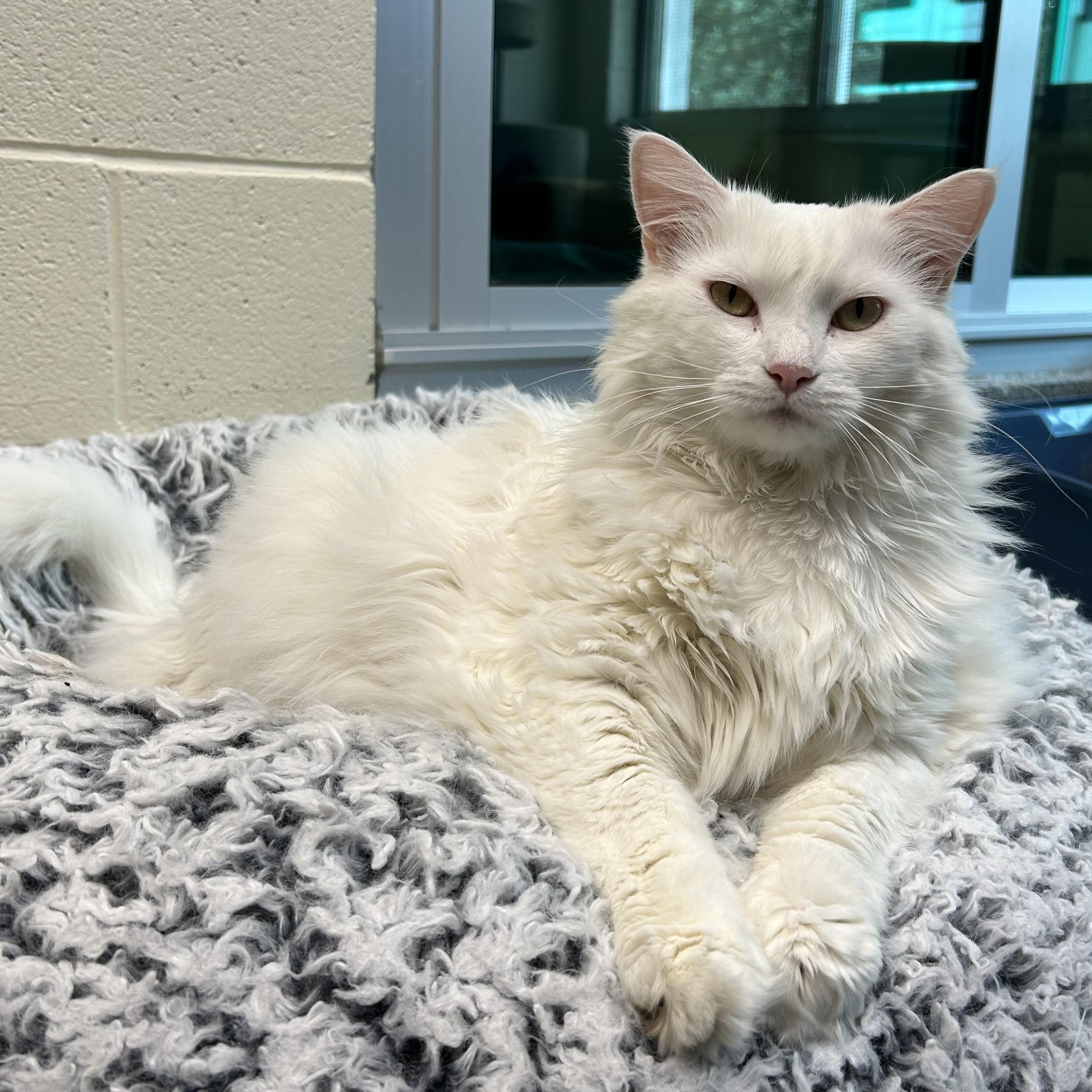 Azuca (bonded with Sabrina), a Adoptable Domestic Medium Hair in Charleston, SC image 3/3