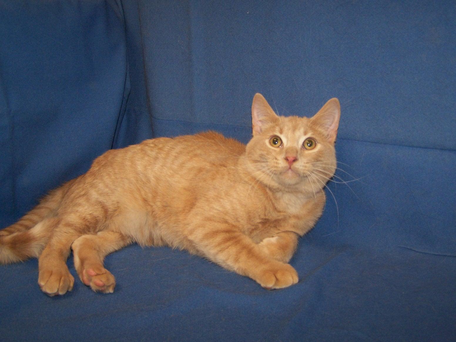 K-EPV3-Whisper, Adoptable, Young Male Domestic Short Hair.