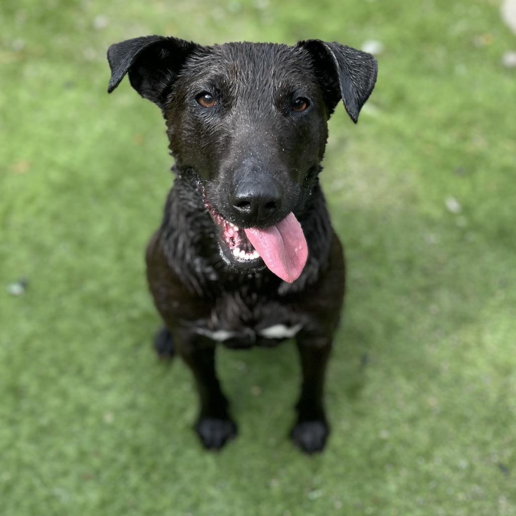 Gimli, a Adoptable mixed breed in Brownsboro, AL image 1/6