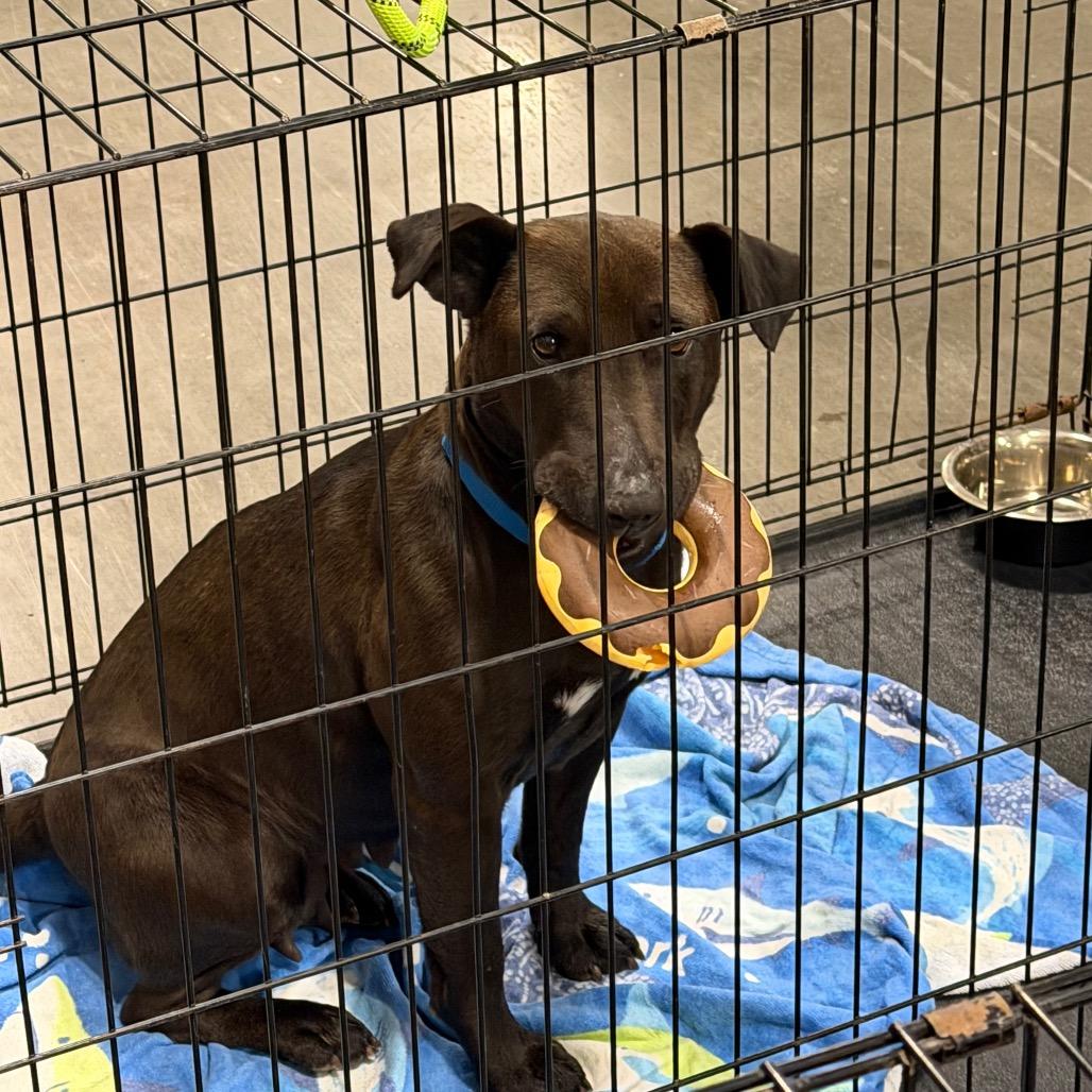 Gimli, a Adoptable mixed breed in Brownsboro, AL image 2/6