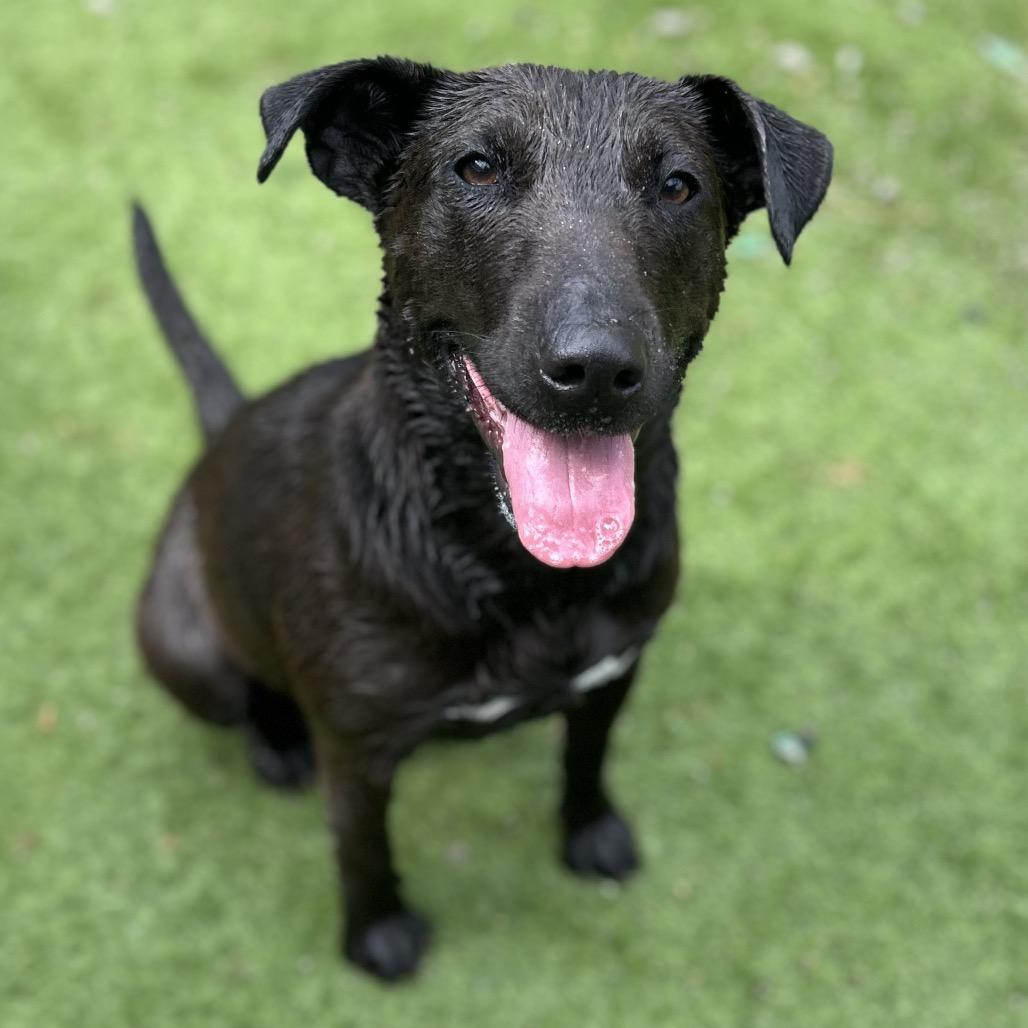 Gimli, a Adoptable mixed breed in Brownsboro, AL image 3/6