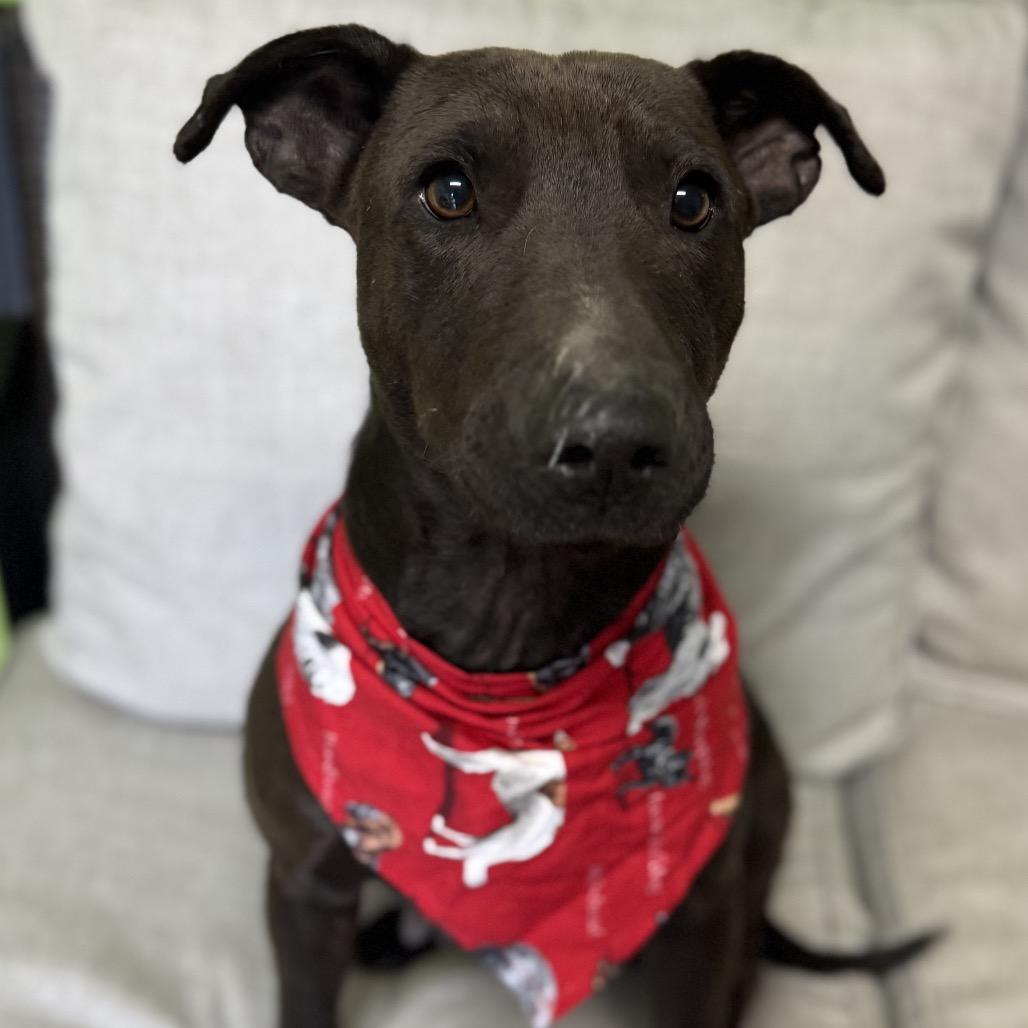 Gimli, a Adoptable mixed breed in Brownsboro, AL image 4/6