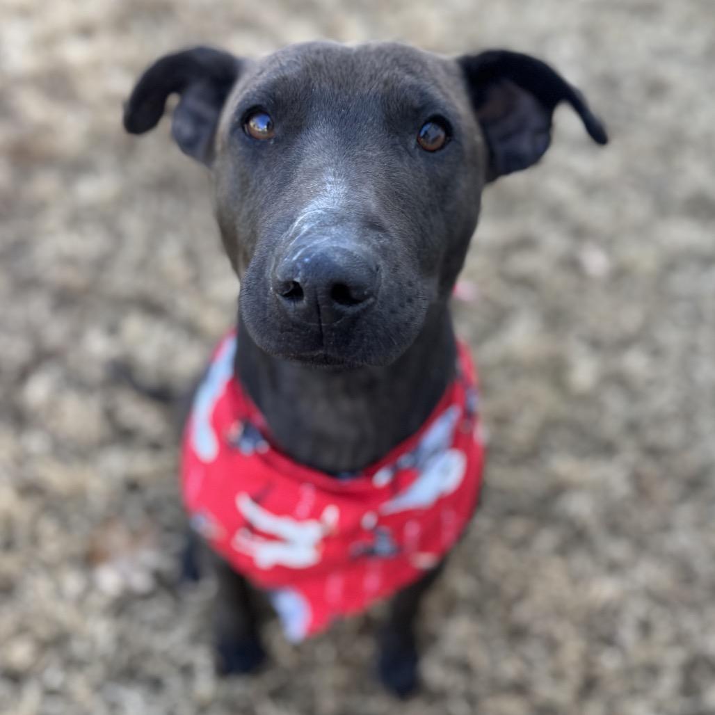 Gimli, a Adoptable mixed breed in Brownsboro, AL image 5/6