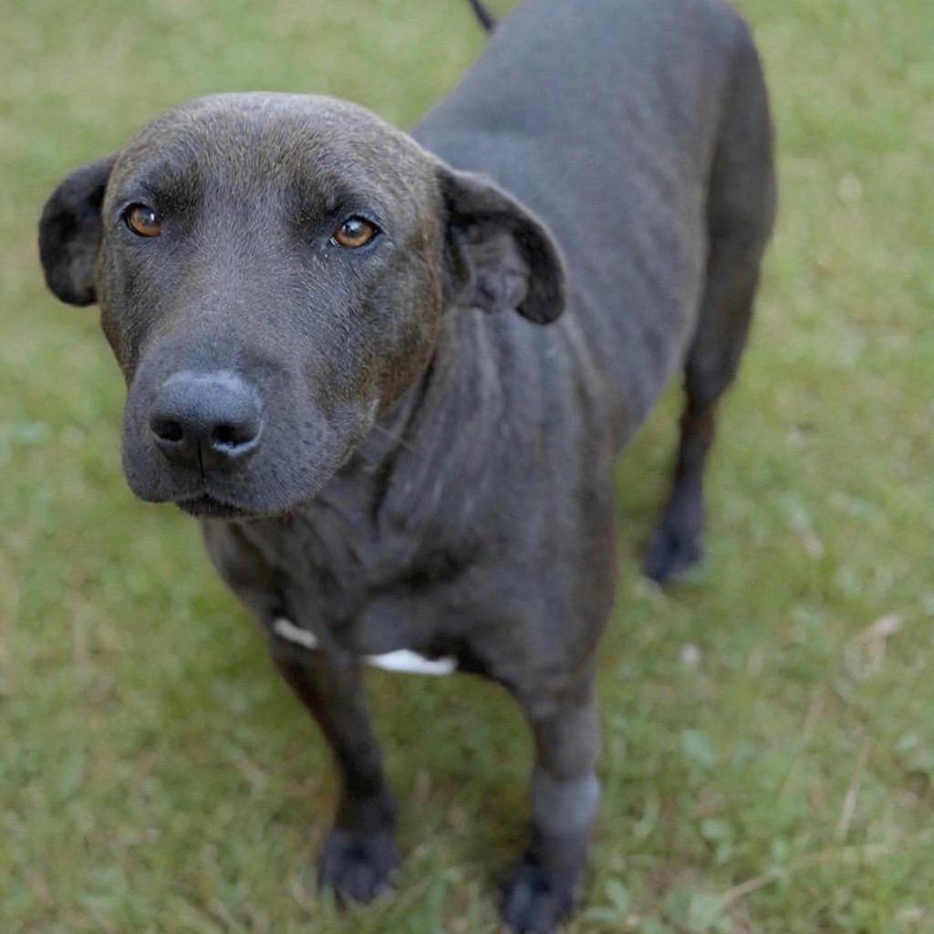 Gimli, a Adoptable mixed breed in Brownsboro, AL image 6/6