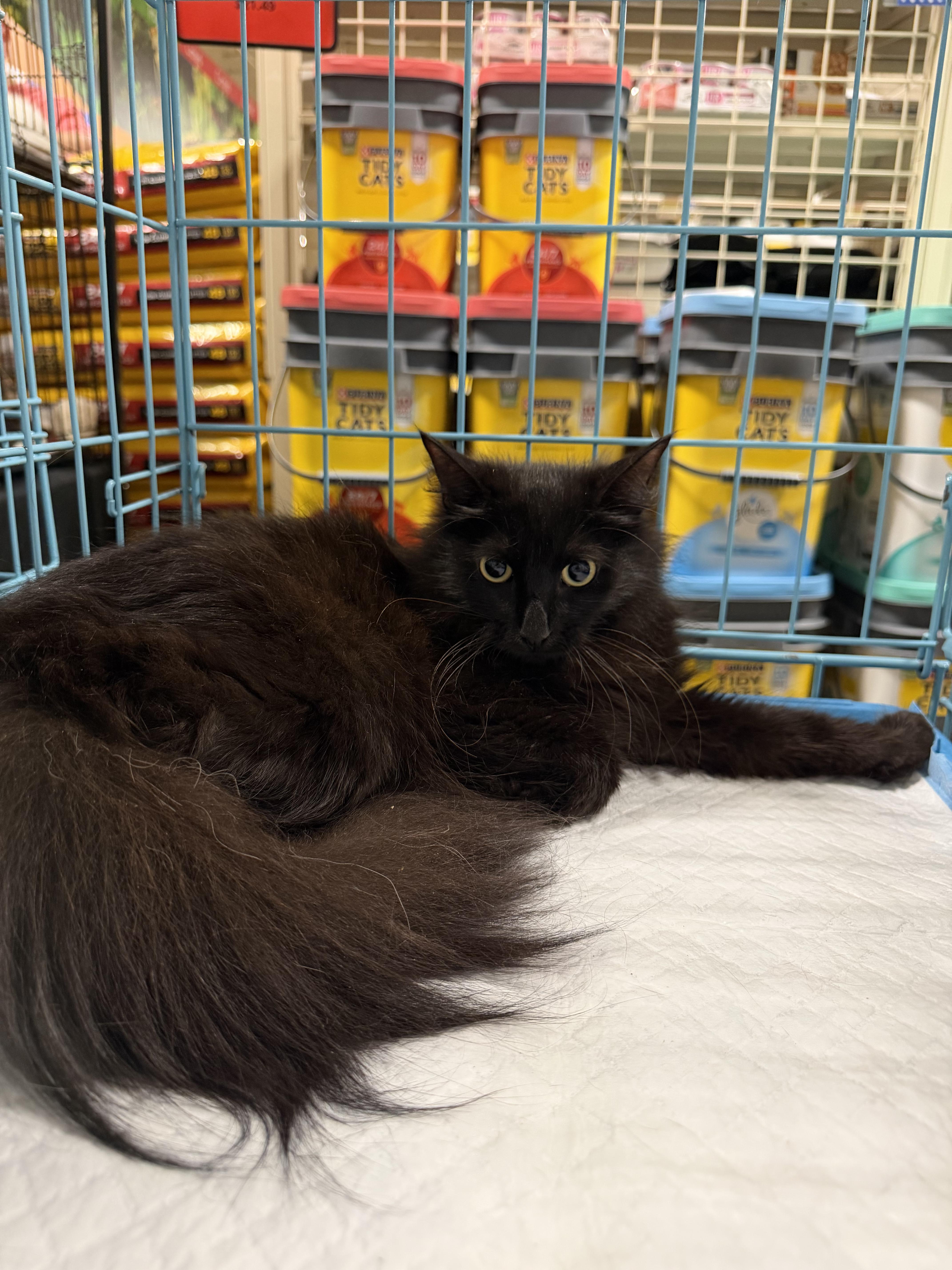 Karma (BC), ADOPTABLE, Young Female Domestic Long Hair.