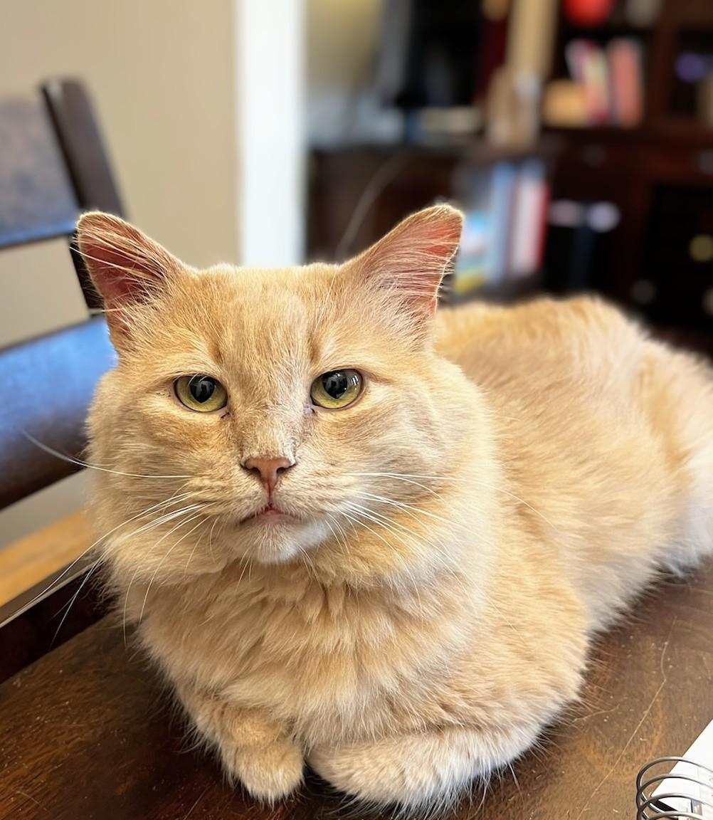 Enlarge Churro, an adopted mixed breed in Melrose, MA image 2/6