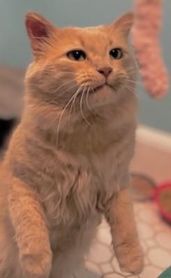 Enlarge Churro, an adopted mixed breed in Melrose, MA image 5/6