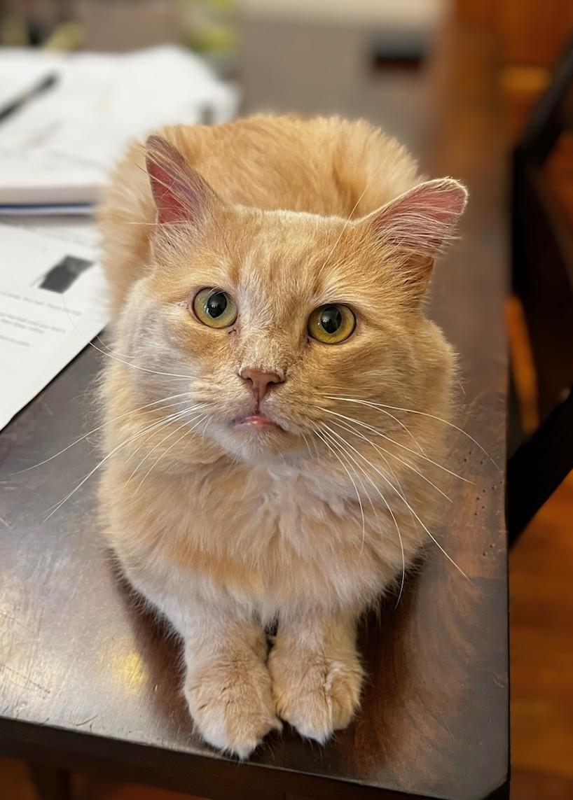 Enlarge Churro, an adopted mixed breed in Melrose, MA image 6/6