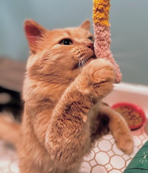 Churro, adopted, Young Male Maine Coon & Domestic Medium Hair.