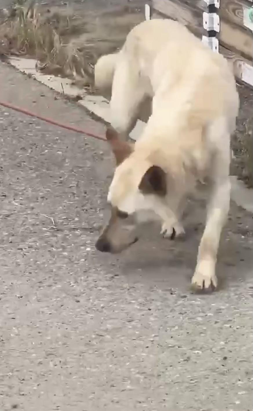 Enlarge Zane, a ADOPTABLE mixed breed in Kankakee, IL image 1/2