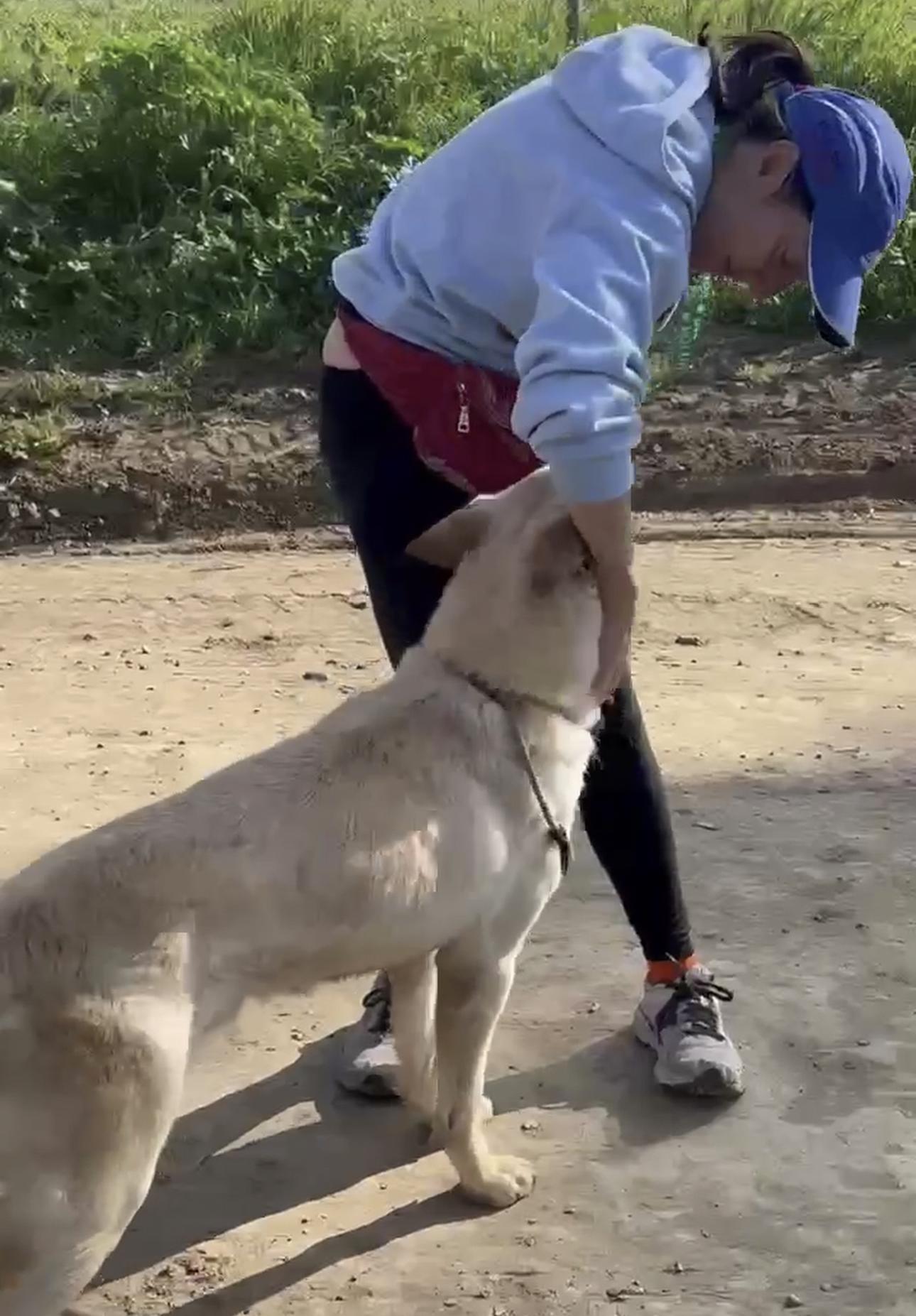 Enlarge Zane, a ADOPTABLE mixed breed in Kankakee, IL image 2/2