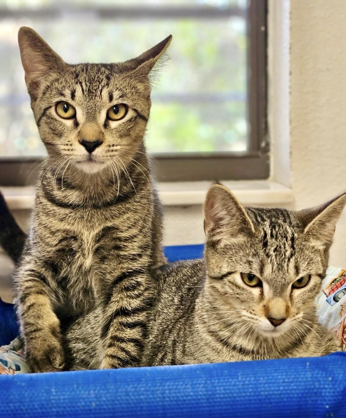 Peaches and Tyler, ADOPTABLE, Young Male Domestic Short Hair.