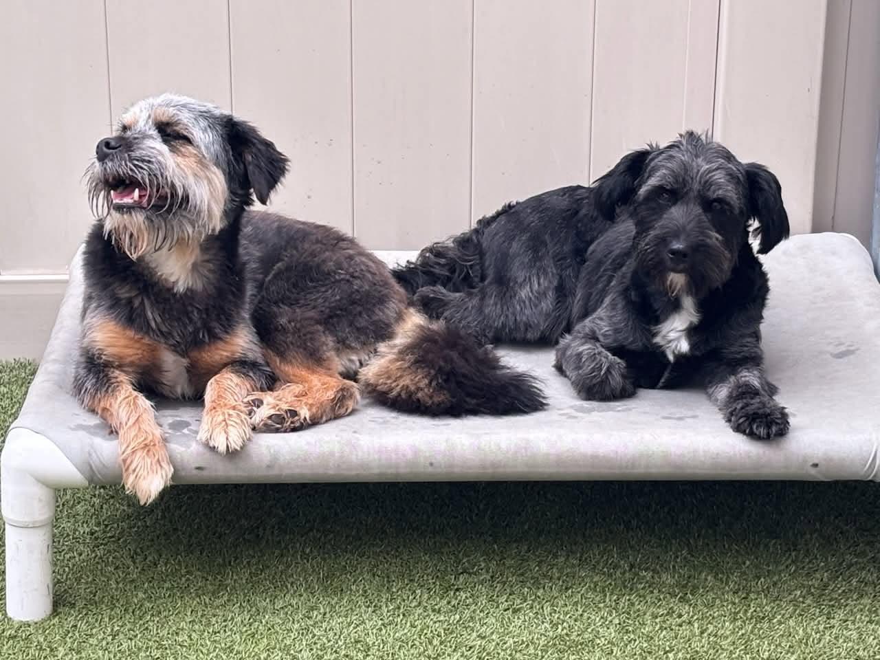Kellie & Missy, a ADOPTABLE mixed breed in Schertz, TX image 6/6
