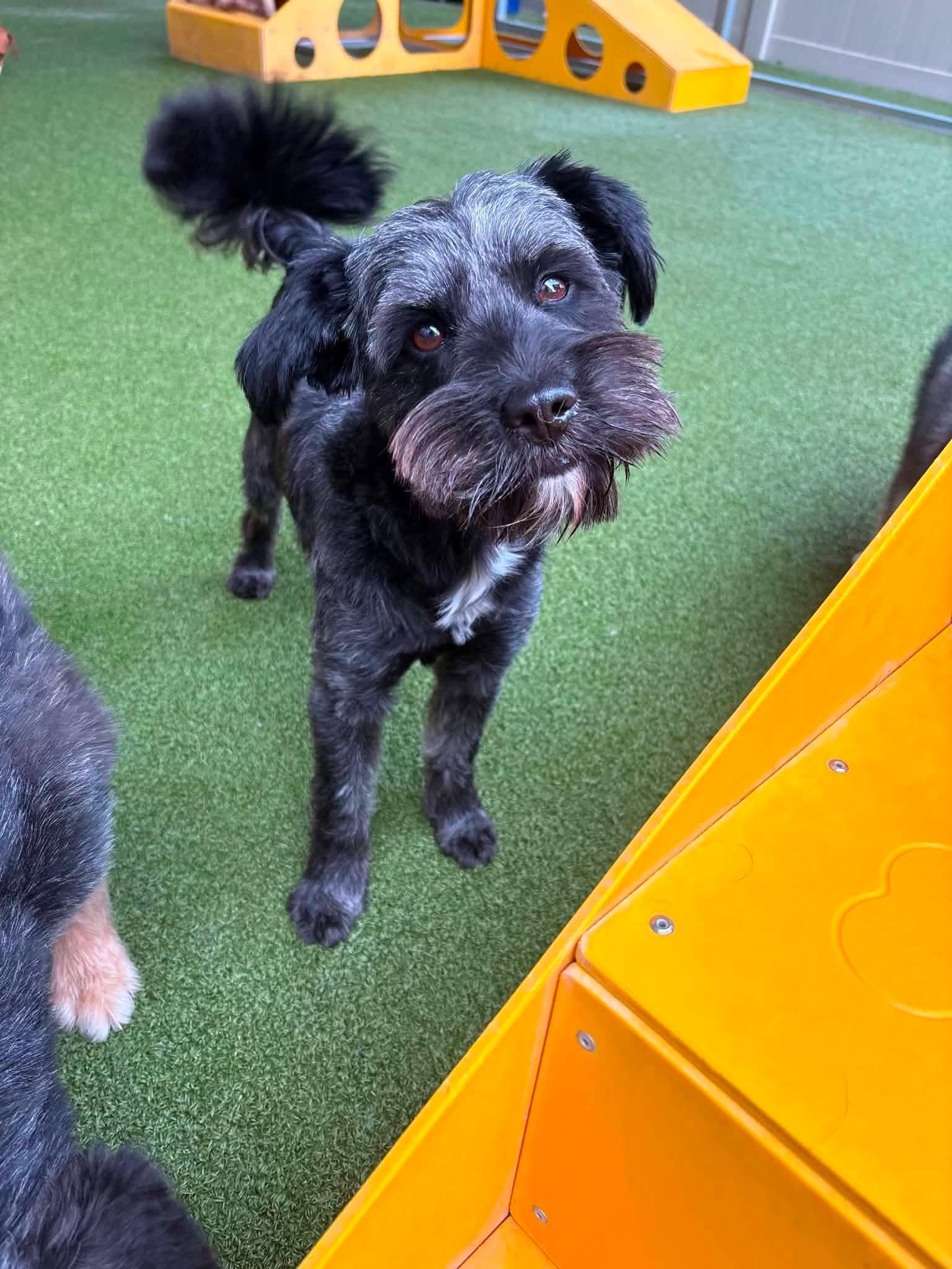 Kellie & Missy, ADOPTABLE, Adult Female Miniature Schnauzer & Scottish Terrier.